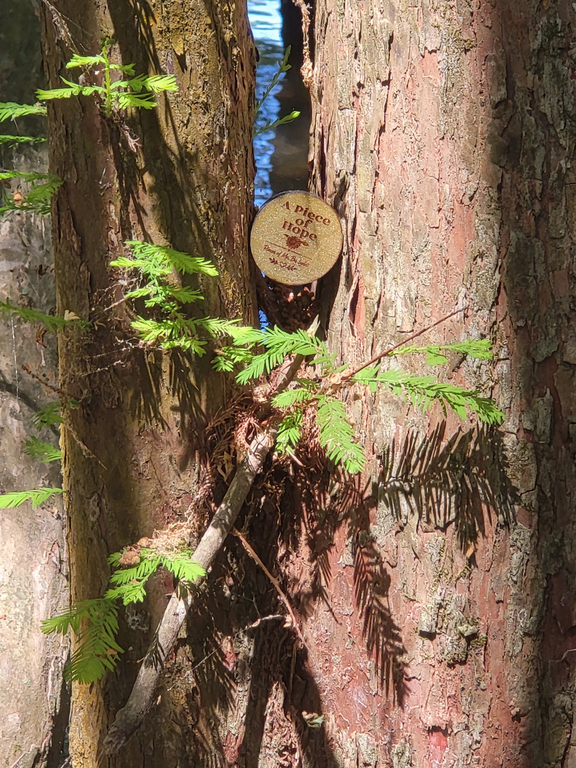A You Matter token placed in a tree outdoors